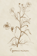 Hand drawn botanic on vintage background