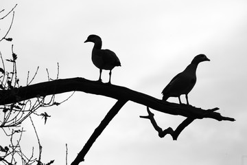 Obraz premium Egyptain Goose Alopochen aegyptiacus pair sitting in oak tree at sunset