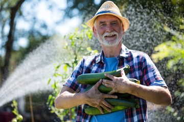 Senior man holding fresh zucchini in vegetable garden