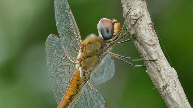 dragonfly