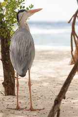 Reiher von hinten an tropischem Strand