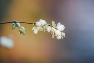 Snowberries on a twig on a frosty winter morning
