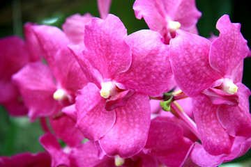 Fototapeta na wymiar Delicate orchids / Branches of bright purple orchids