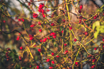 Red Rosa Rugosa plant with spikes