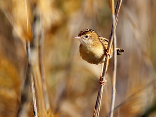 Streaked fantail warbler (zitting cisticola) in reed