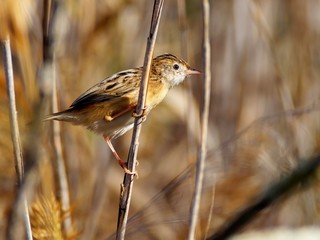 Streaked fantail warbler (zitting cisticola) in reed