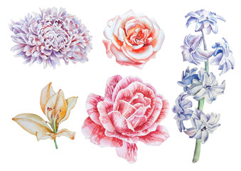 Fototapeta premium Set with flowers. Rose. Lily. Peony. Hyacinth. Watercolor illustration.