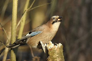 bird Garrulus glandarius with a nut