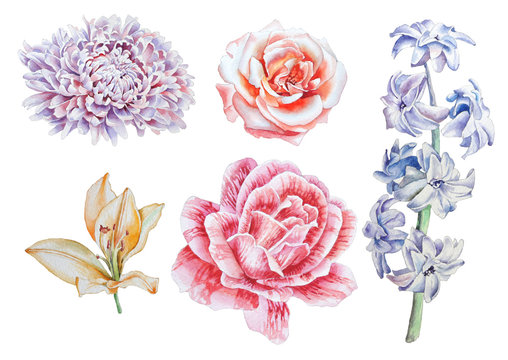 Set with flowers. Rose. Lily. Peony. Hyacinth. Watercolor illustration.