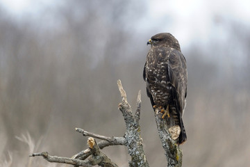 buzzard