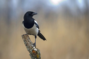 black-and-white bird Pica pica