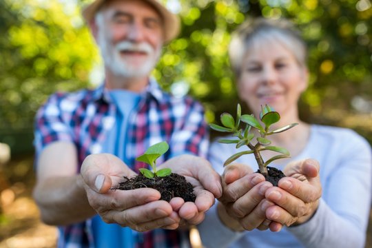 Senior couple holding crop in his hands