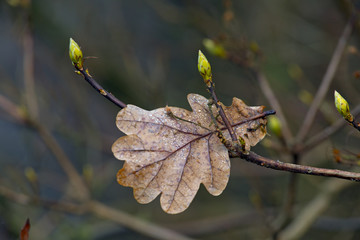 Fallen Oak Leaf Quercus robur and new green buds of azalea in rain