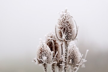 Végétation gelée en hiver.