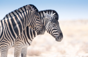 Fototapeta na wymiar zwei Zebras im Profil, Etosha National Park, Namibia