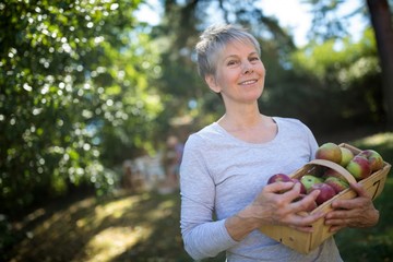 Senior woman holding box of fresh apples in garden