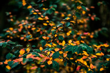 yellow and green leaves on a branch in winter.