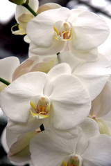 Naklejka na ściany i meble White Orchids / White original orchids
