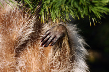 Pfötchen eines Waschbären