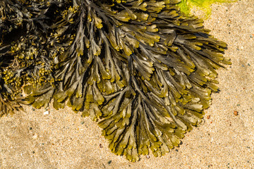 Closeup of seaweed Fucus serratus commonly toothed wrack.