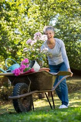 Senior woman pushing wheelbarrow in garden