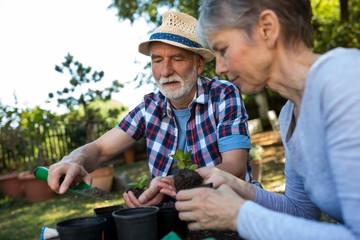 Senior couple gardening in the garden