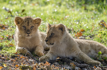 young lions