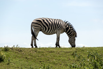 Fototapeta na wymiar Zebra Grazing on Green Grass Hill and Sky