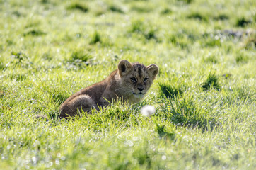 young lions