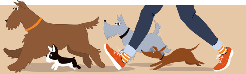 Horizontal banner with dogs and dog walker's legs, EPS 8 vector illustration © aleutie