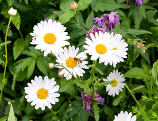 bee on a beautiful white flower