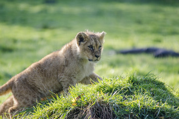 young lions