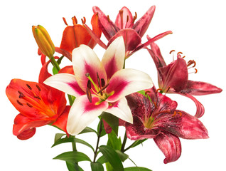 Beautiful bouquet of lily flowers