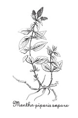 Hand drawn botanic on white background © Edwardkarczmarski