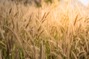 Fototapeta premium beautiful meadow in autumn season in style vintage