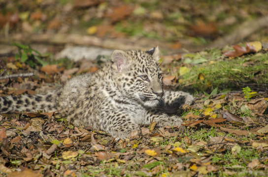 young persian leopard