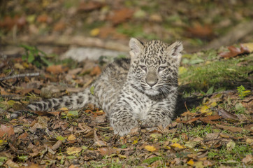 Naklejka na ściany i meble young persian leopard