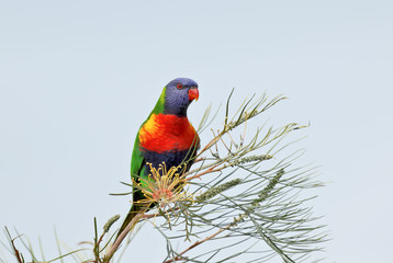 Australian Rainbow Lorikeet in a tree
