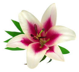 Naklejka na ściany i meble Beautiful pink lily flower