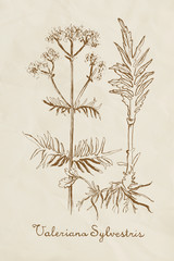 Hand drawn Valeriana - herb in vintage style