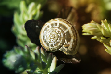 snail shell and flowers.