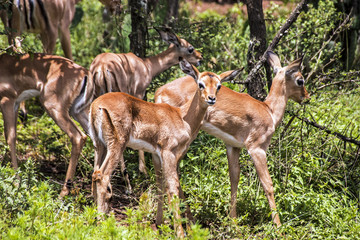 Group of Young Immature Impala Antelope
