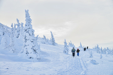 Group of hikers in winter mountains going up