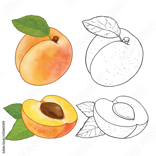 "Fruits. Coloring page. Apricot. Illustration for children ...