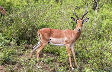  Male Impala Antelope in South African Bush