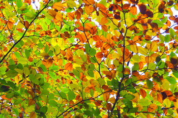 leuchtendes Buchenlaub im Herbst