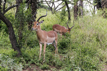 Impala Antelope Grazing in Wooded Grassland