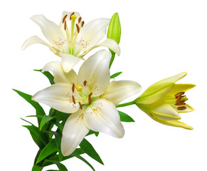 Naklejka na ściany i meble Bouquet of beautiful white lily flowers
