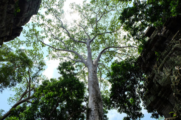 Fototapeta premium A white tree growing high between ornamented temple walls of the ruins of Angkor. The sun shines through the tree top and the green leaves. Shot from below, upwards, against the light.