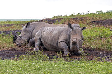 Two Resting De-Horned White Rhinos